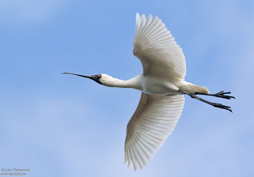 Royal Spoonbill