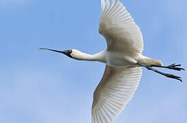 Royal Spoonbill