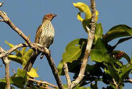 Green Figbird