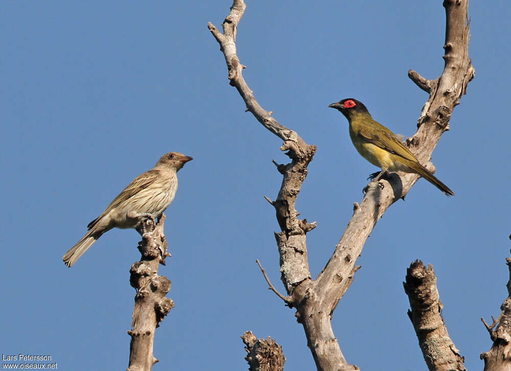 Green Figbird