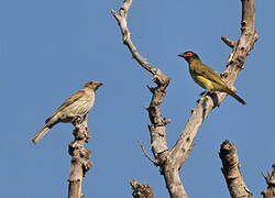 Green Figbird