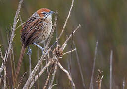 Cape Grassbird