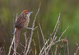 Cape Grassbird