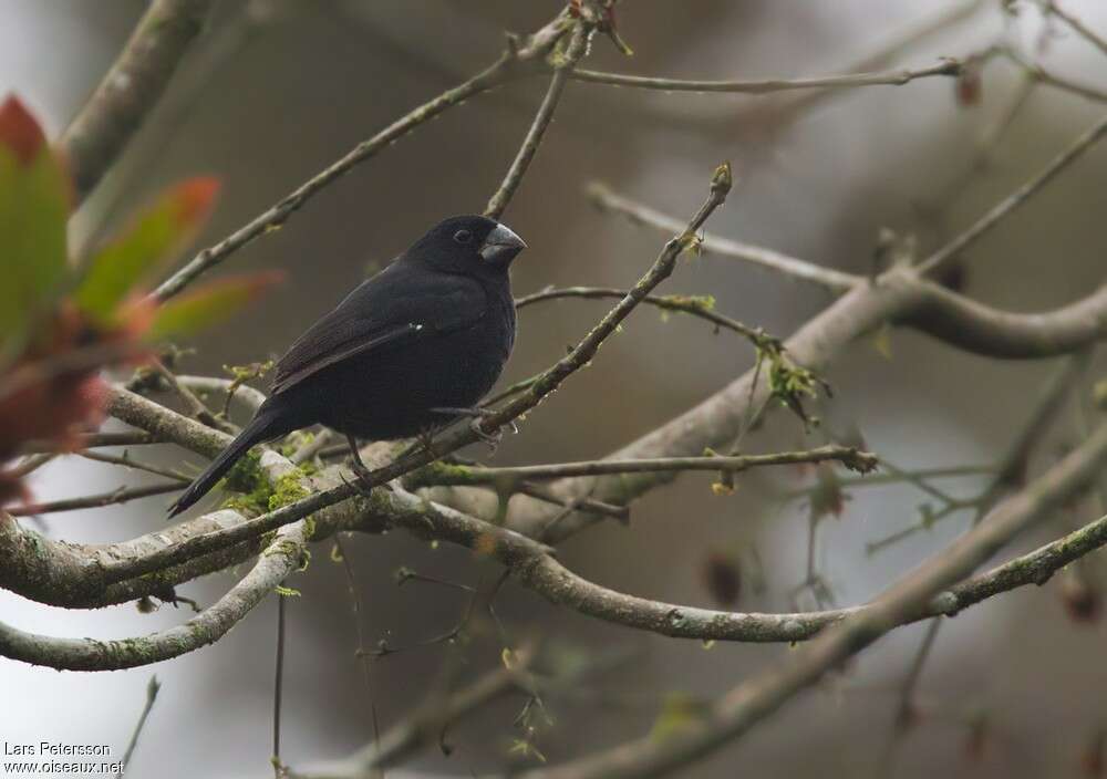 Thick-billed Seed Finch male adult, identification