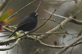 Thick-billed Seed Finch