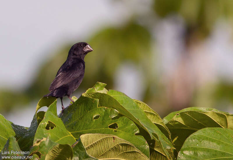 Black-billed Seed Finch male adult, identification