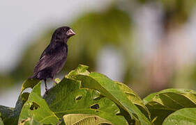 Black-billed Seed Finch