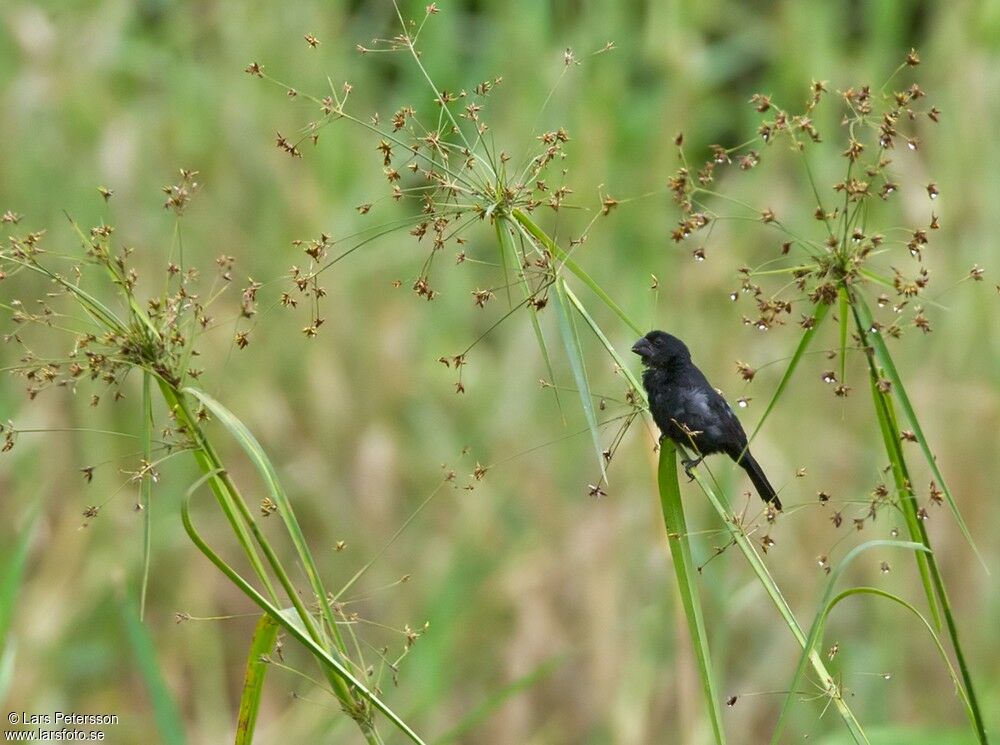 Black-billed Seed Finch