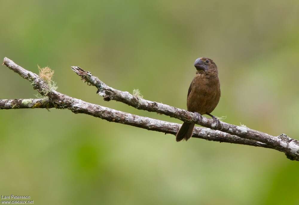 Black-billed Seed Finch female adult