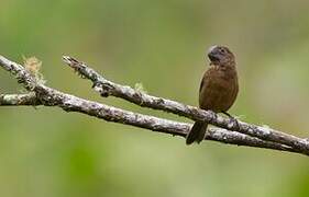 Black-billed Seed Finch