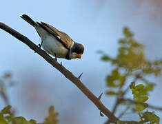 White-throated Seedeater