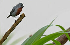 Chestnut-bellied Seedeater