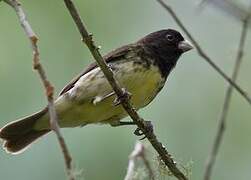 Yellow-bellied Seedeater