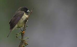 Yellow-bellied Seedeater