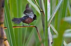 Chestnut-bellied Seed Finch