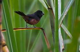 Chestnut-bellied Seed Finch