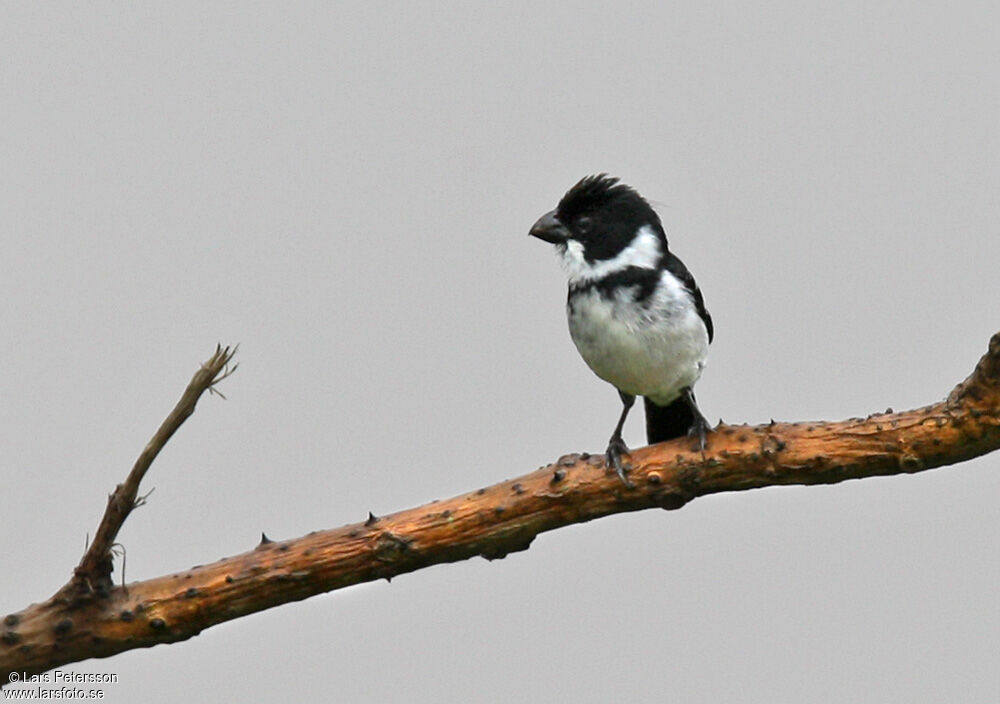 Sporophile du Caqueta