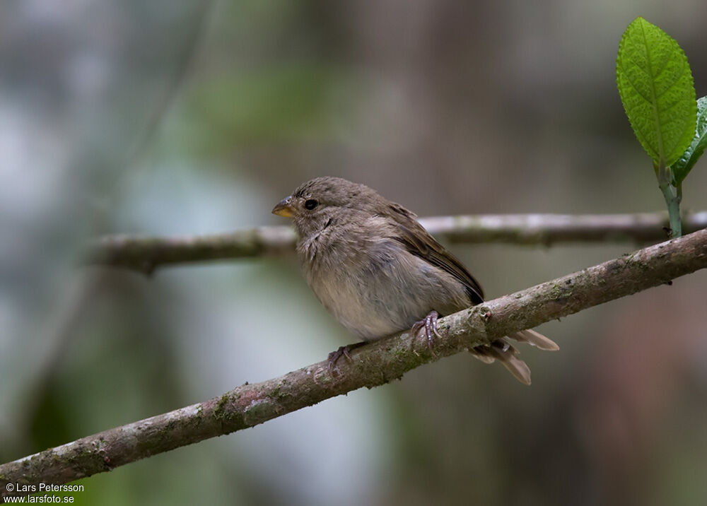 Dull-colored Grassquit