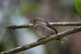 Dull-colored Grassquit