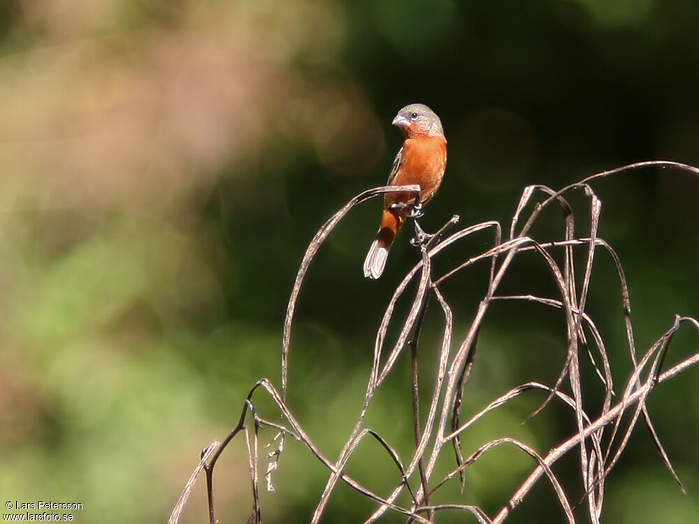 Ruddy-breasted Seedeater