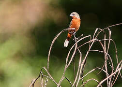 Ruddy-breasted Seedeater