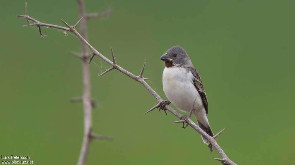 Chestnut-throated Seedeater male adult, identification