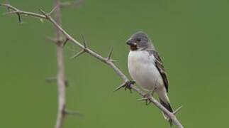 Chestnut-throated Seedeater