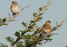 Speckle-fronted Weaver