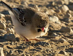 Scaly-feathered Weaver