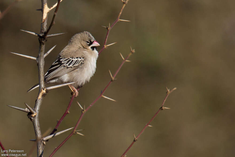 Sporopipe squameuxadulte, identification