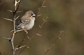 Scaly-feathered Weaver