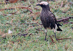 White-crowned Starling