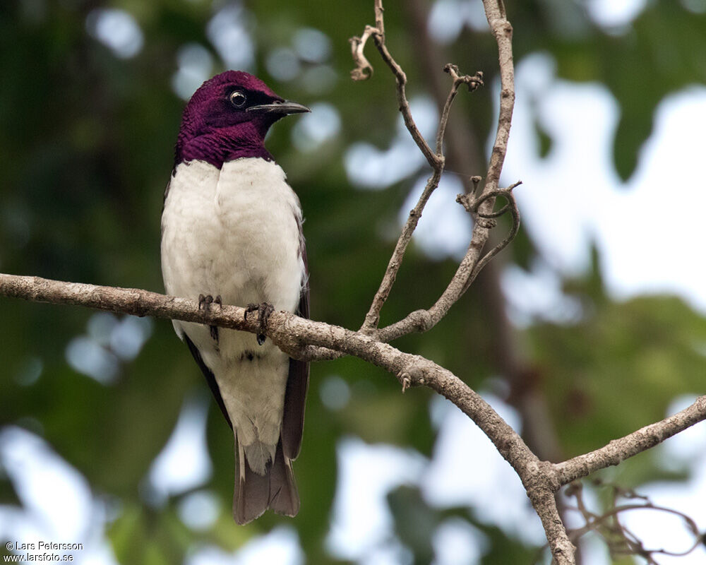 Violet-backed Starling