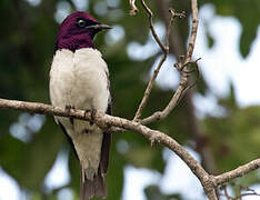 Violet-backed Starling