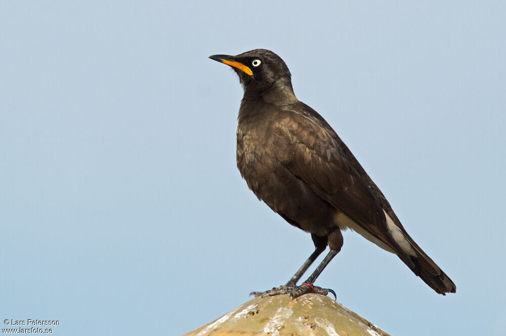 Pied Starling