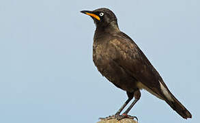 Pied Starling