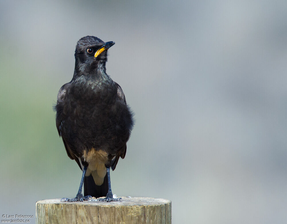 Pied Starling