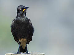 Pied Starling