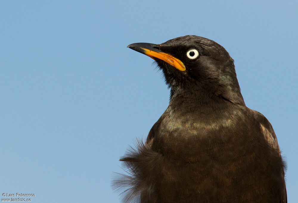 Pied Starling