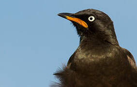 Pied Starling