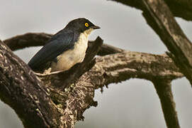 Sharpe's Starling