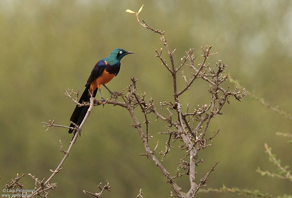 Golden-breasted Starling