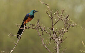 Golden-breasted Starling