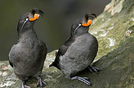 Crested Auklet