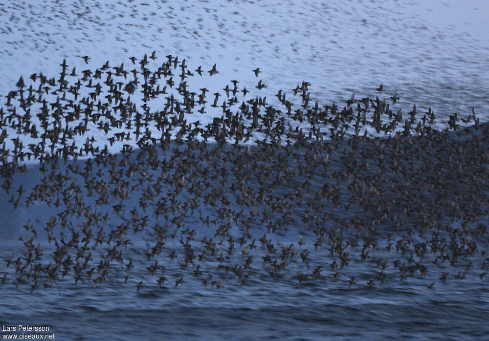 Crested Auklet, Flight, Behaviour