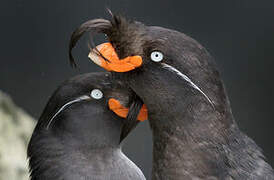 Crested Auklet