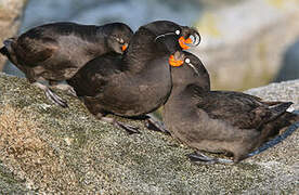 Crested Auklet