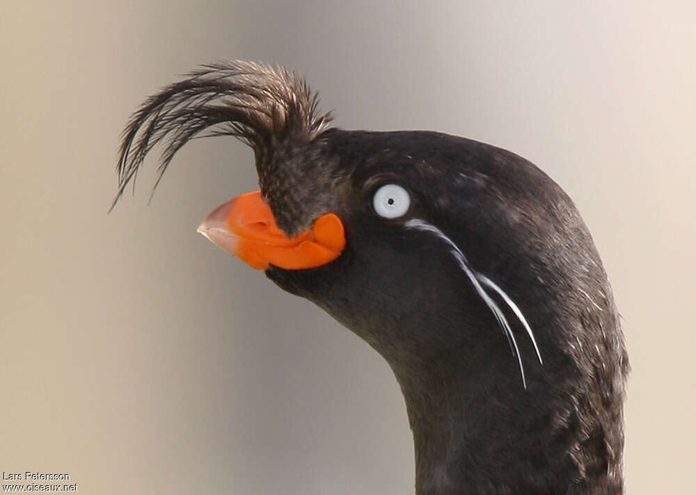 Crested Aukletadult, close-up portrait