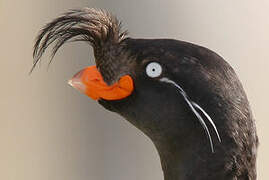 Crested Auklet