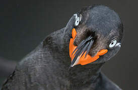 Crested Auklet